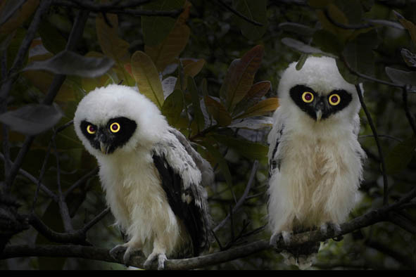 Two ghostly looking young Spectacled Owls by Nunes D'Acosta