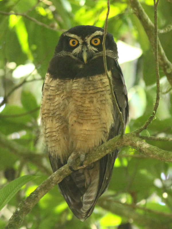 Spectacled Owl at roost under the leaves by Willian Menq