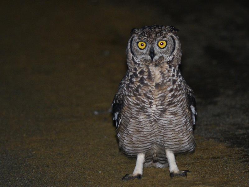 Spotted Eagle Owl stands on the ground at night by Alan Van Norman