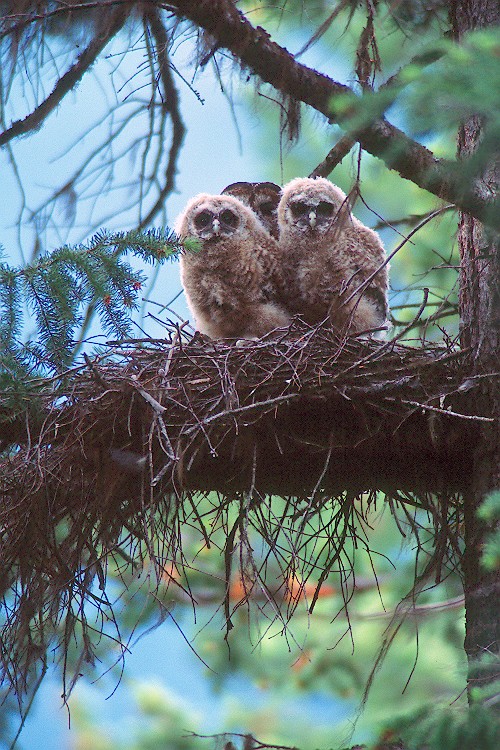 A family of Spotted Owls sitting on a nest by Jared Hobbs