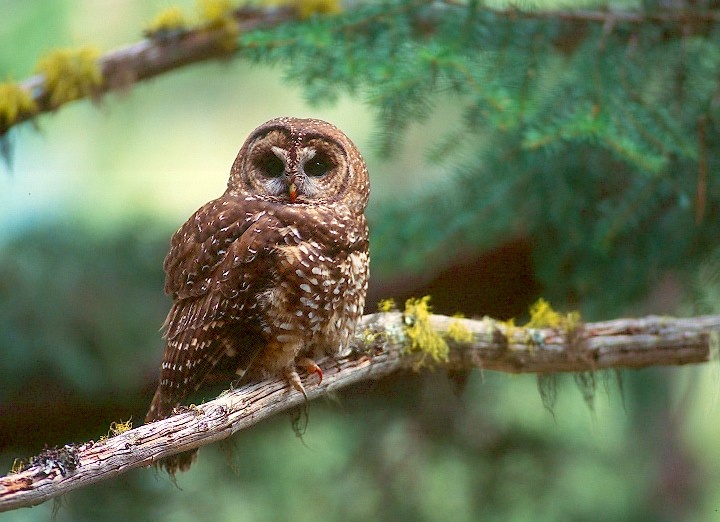 Spotted Owl perched on a mossy branch by Jared Hobbs