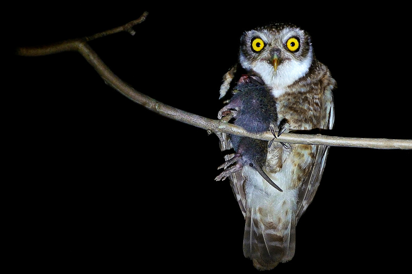 Spotted Owlet on a thin branch holding a dead prey item by Arghya Adhikary