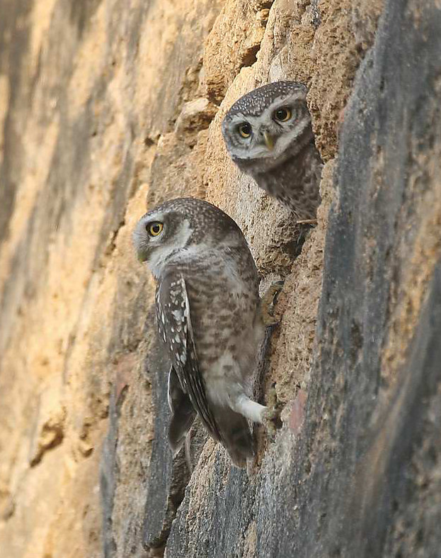 Two Spotted Owlets at the entrance to their nest hole by Arpit Deomurari