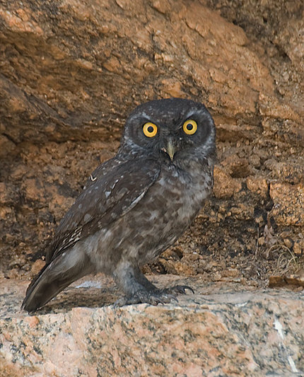 An unusually dark Spotted Owlet standing on a rock by Kulashekara Chakravarthy