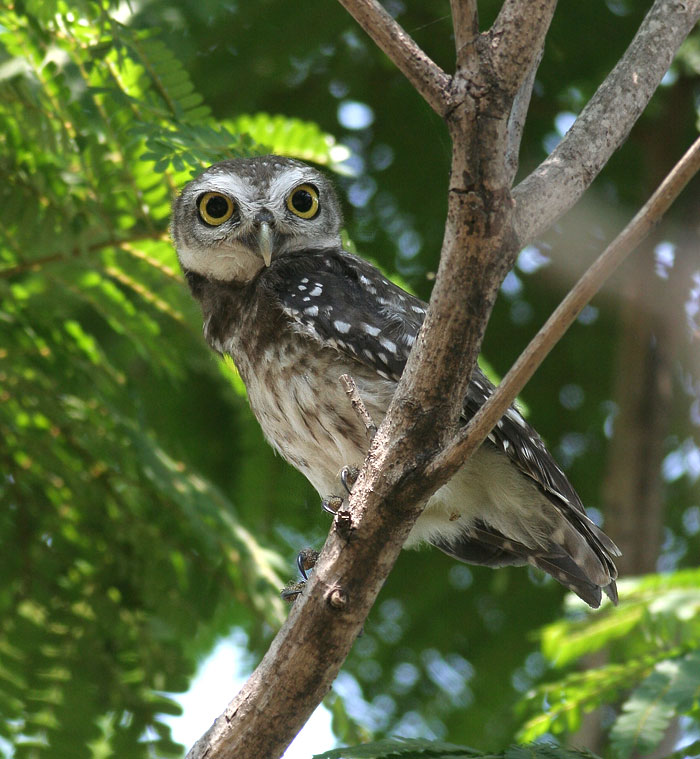 Spotted Owlet perched high in a tree during the day by Peter Ericsson