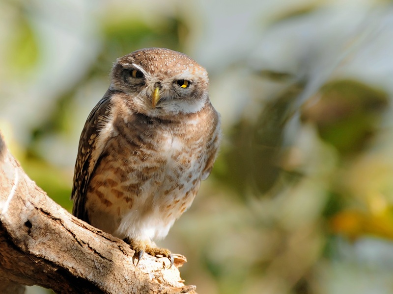 Spotted Owlet looking closely at us from a branch by Rachit Shah