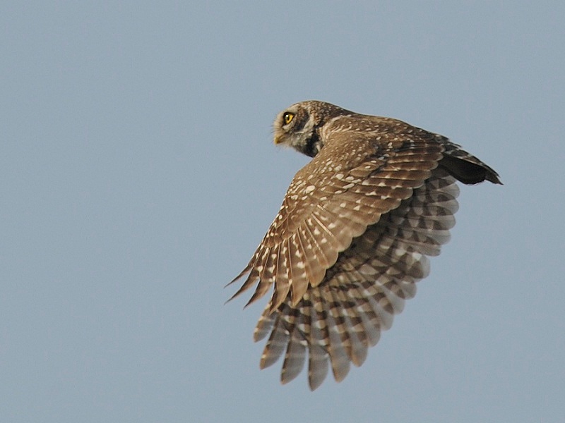 Side view of a Spotted Owlet in flight by Rachit Shah