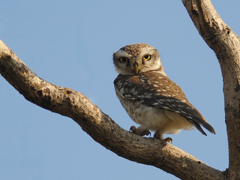 Rear view of a Spotted Owlet in the fork of a tree looking back by Rachit Shah