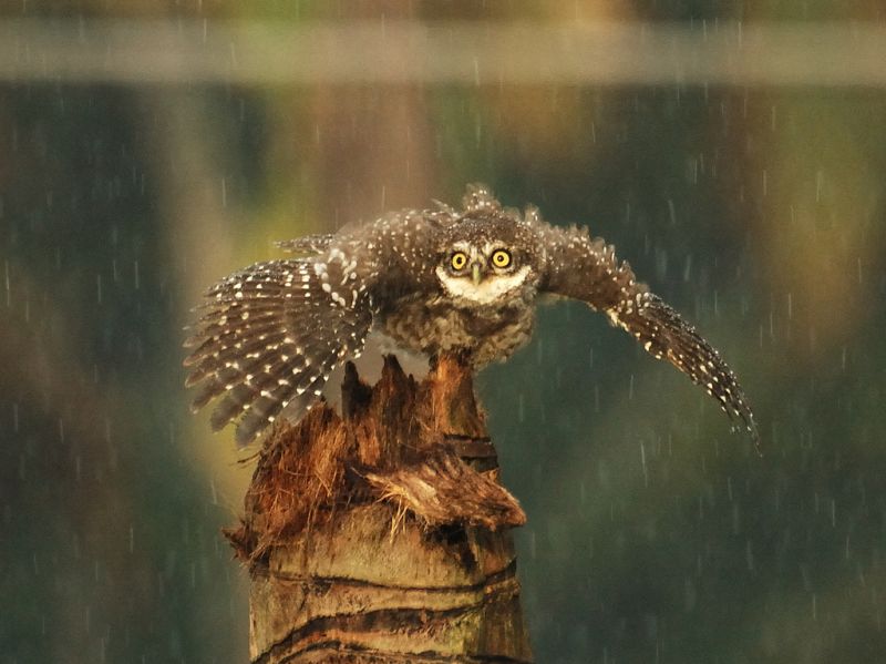 Spotted Owlet on a tree stump in the rain with wings open by Rahul Sadagopan