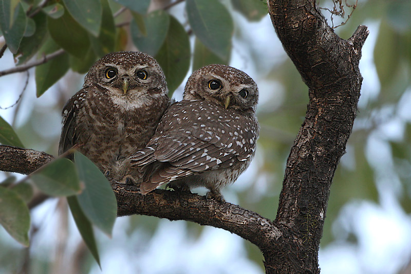 Two Spotted Owlets perched close together on a branch by Saleel Tambe