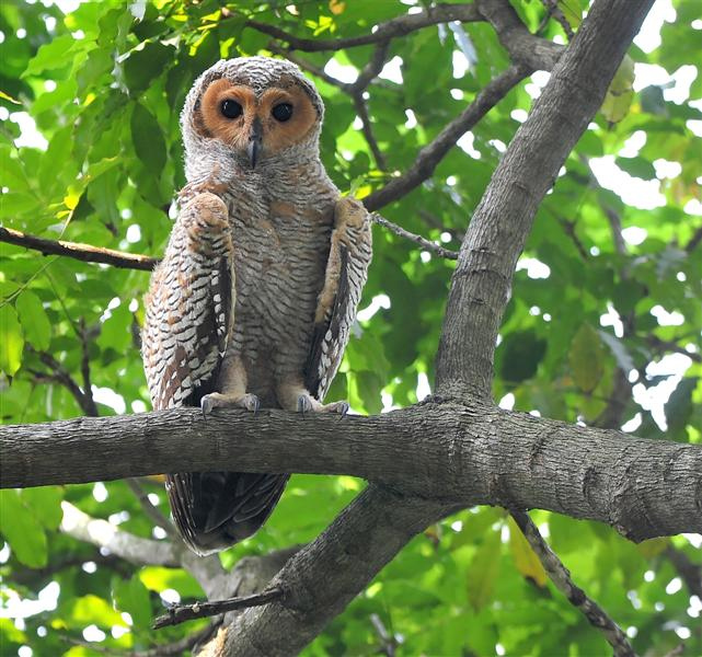 Young Spotted Wood Owl standing on a large branch by Johnny Wee