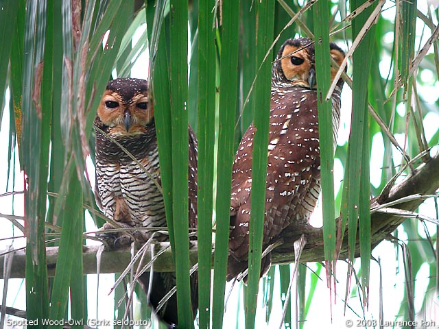 Two Spotted Wood Owls on a branch behind leaves by Laurence Poh