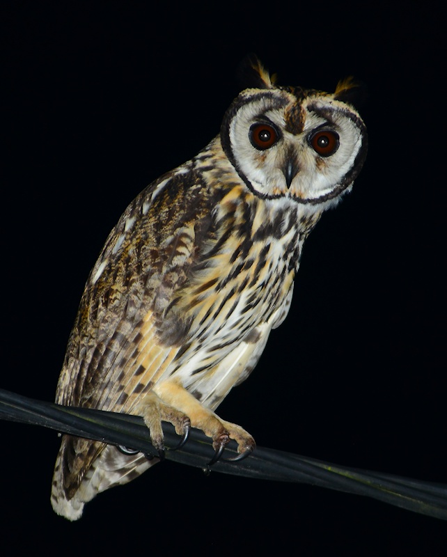 Striped Owl perched on a power line at night by Alan Van Norman