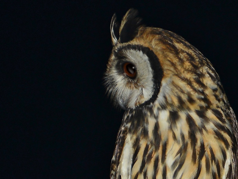 Close facial view of a Striped Owl looking to the side by Alan Van Norman