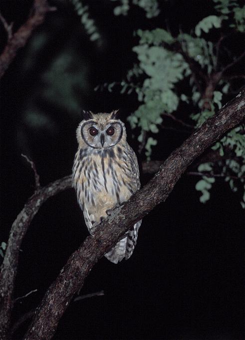 Striped Owl high in a tree at night by José Carlos Motta-Junior