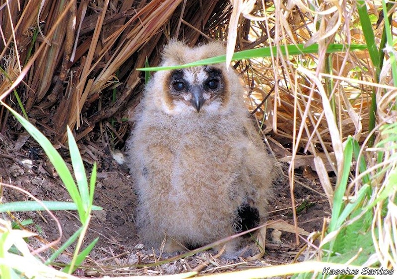 Young Striped Owl on the ground in the long grass by Kassius Santos