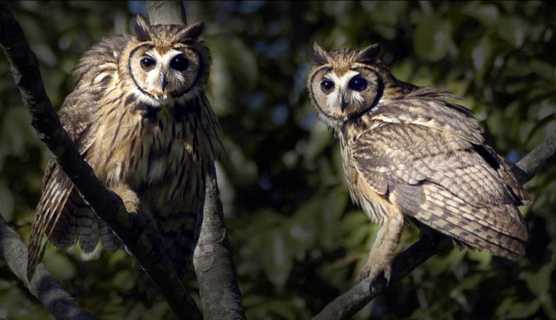 Two Striped Owls perched in a tree by Nunes D'Acosta