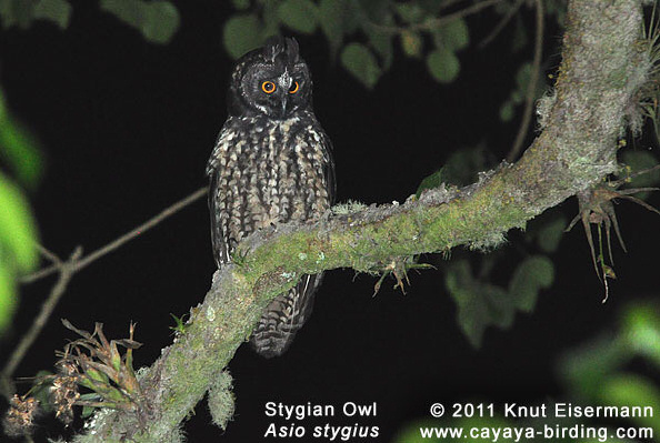 Stygian Owl perched on a mossy branch at night by Knut Eisermann