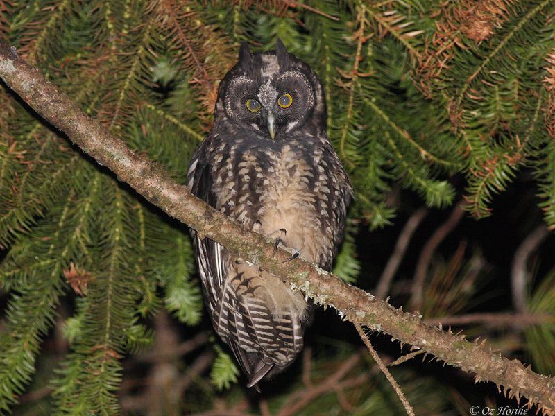 Stygian Owl looks down from a branch at night by Oz Horine