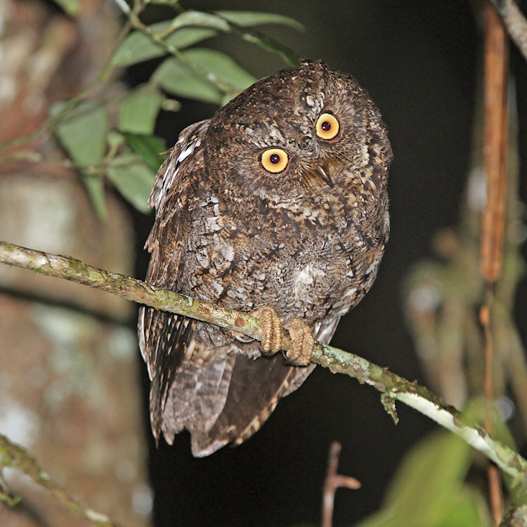 Sulawesi Scops Owl tilts its head at the photographer by Rob Hutchinson