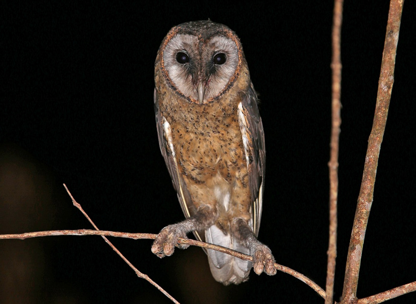 Taliabu Masked Owl with its legs splayed while perched on a branch at night by Rob Hutchinson