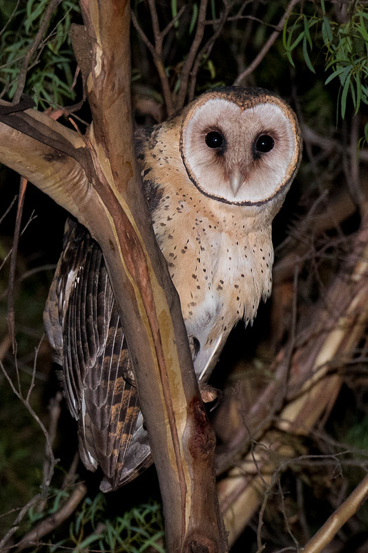 Tasmanian Masked Owl looks out from behind a branch at night by Richard Jackson