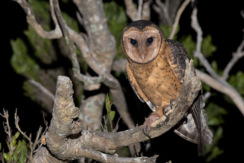 Tasmanian Masked Owl perched on a bare branch at night by Richard Jackson