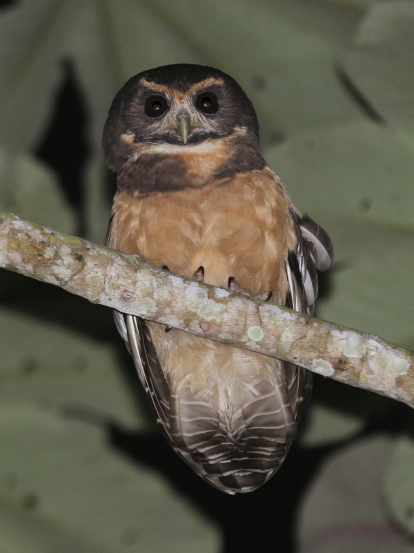Tawny-browed Owl perched high in a tree at night by Willian Menq