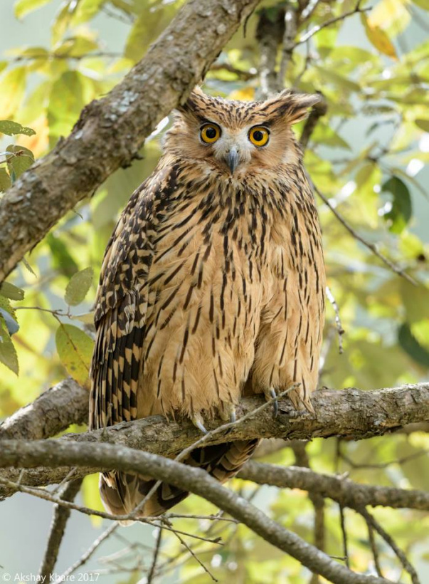 Tawny Fish Owl perched on a branch looking at us by Akshay Khare