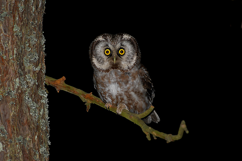Tengmalm's Owl perched on a small branch at night by Cezary Korkosz