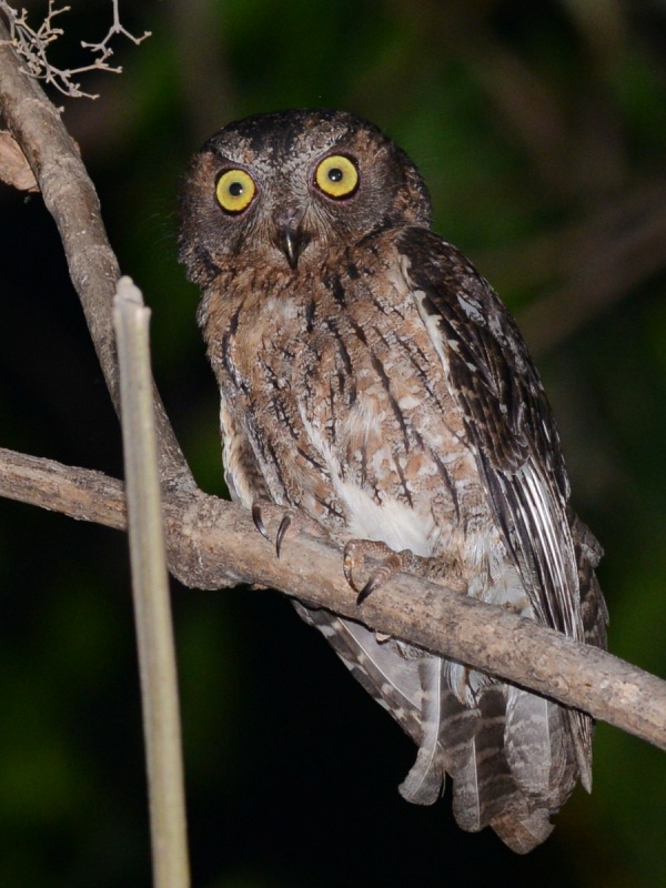 Torotoroka Scops Owl perched on a branch at night by Alan Van Norman
