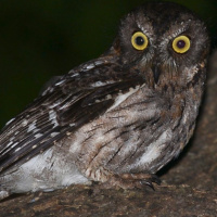 Torotoroka Scops Owl