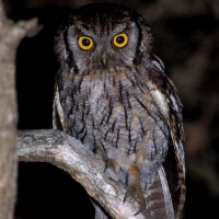 Tropical Screech Owl