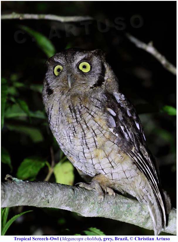 Close view of a Tropical Screech Owl walking on a branch at night by Christian Artuso