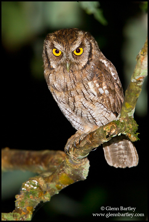A fierce looking Tropical Screech Owl by Glenn Bartley
