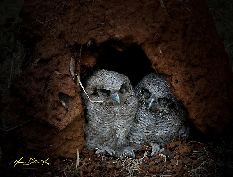 Two baby Tropical Screech Owls in a nest hole by Nunes D'Acosta