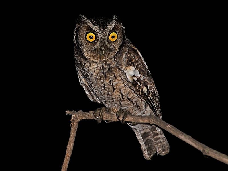 Tumbes Screech Owl perched on a small branch at night by Alan Van Norman