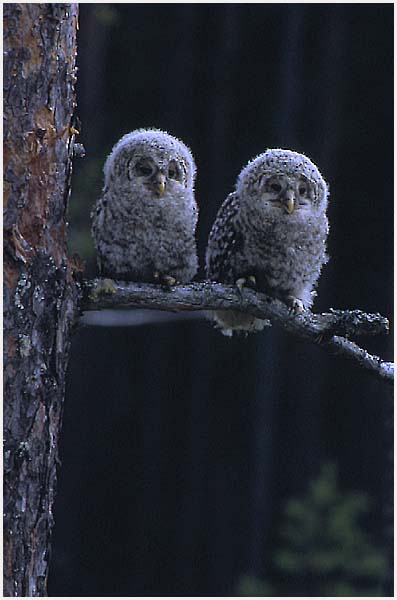 Two baby Ural Owls on a branch together by José Santana