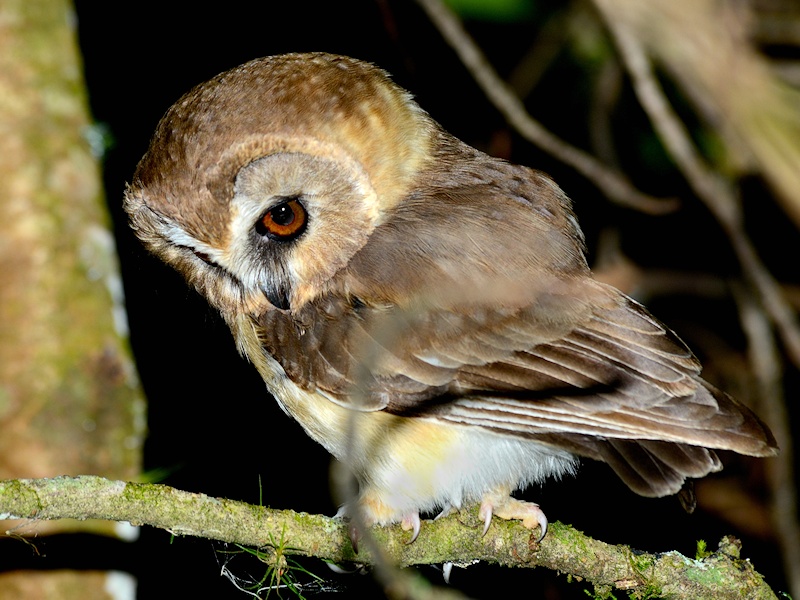 Side view of a Unspotted Saw-whet Owl looking down from a branch at night by Alan Van Norman
