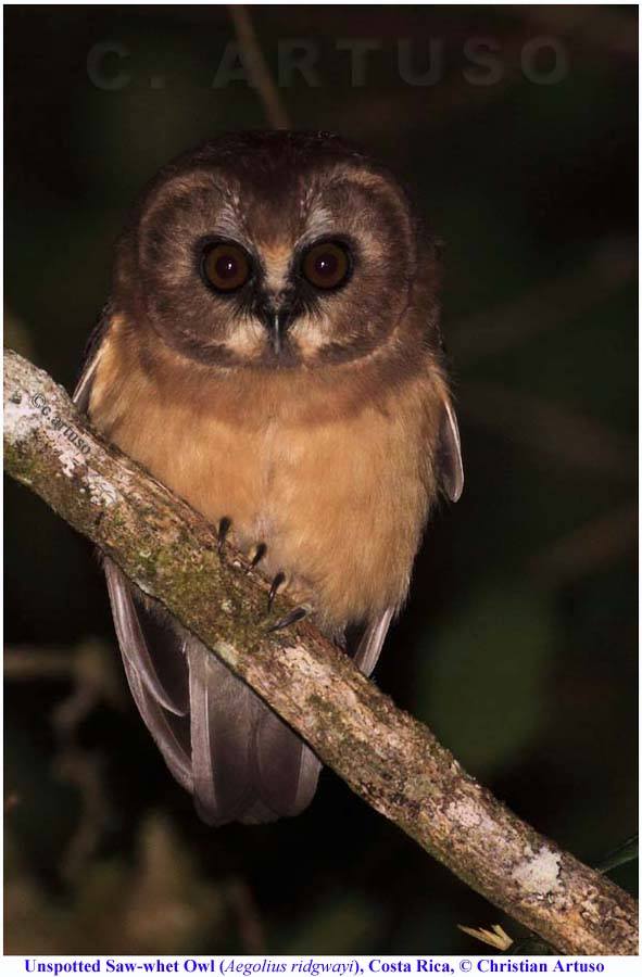 Close view of an Unspotted Saw-whet Owl perched on a sloping branch at night by Christian Artuso
