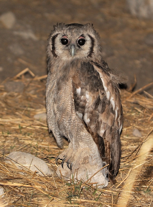 Verreaux's Eagle Owl perched on a small rock on the ground at night by Alan Van Norman