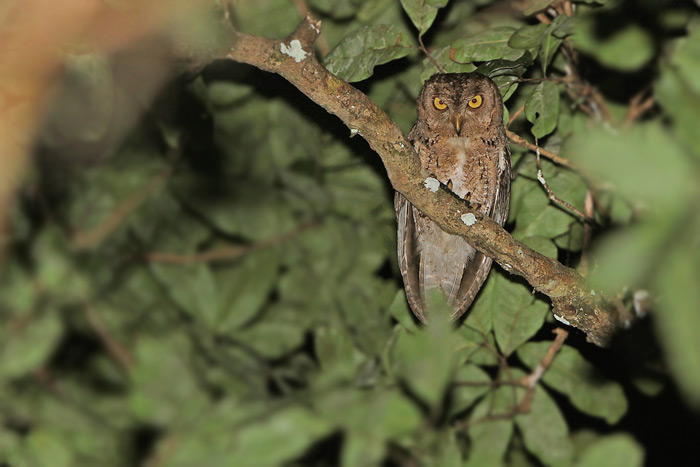 Wallace's Scops Owl looks down from the tree canopy at night by James Eaton