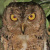 Wallace's Scops Owl