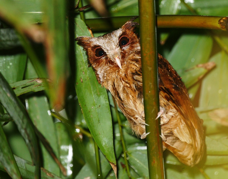 Wet and disheveled White-fronted Scops Owl on a branch by Dave Irving