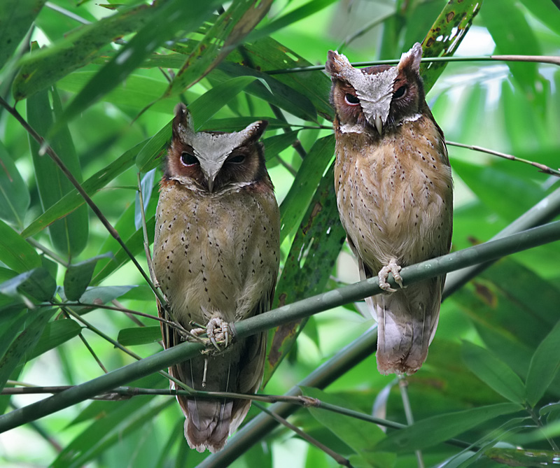A pair of White-fronted Scops Owls perched side by side on a branch by Peter Ericsson