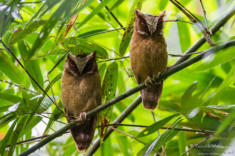 Two White-fronted Scops Owls roosting together on a branch by Yannick Willener