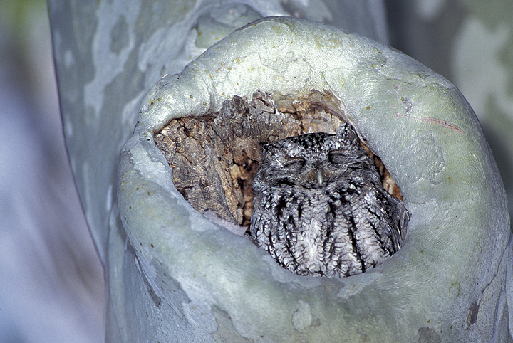 Whiskered Screech Owl at the entrance to its nest hole in a tree by Rick & Nora Bowers