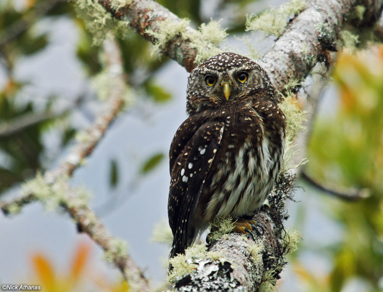 Yungas Pygmy Owl on a lichen covered branch by Nick Athanas