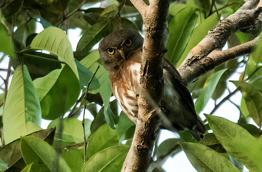 Amazonian Pygmy Owl looking down from a branch by Nick Athanas
