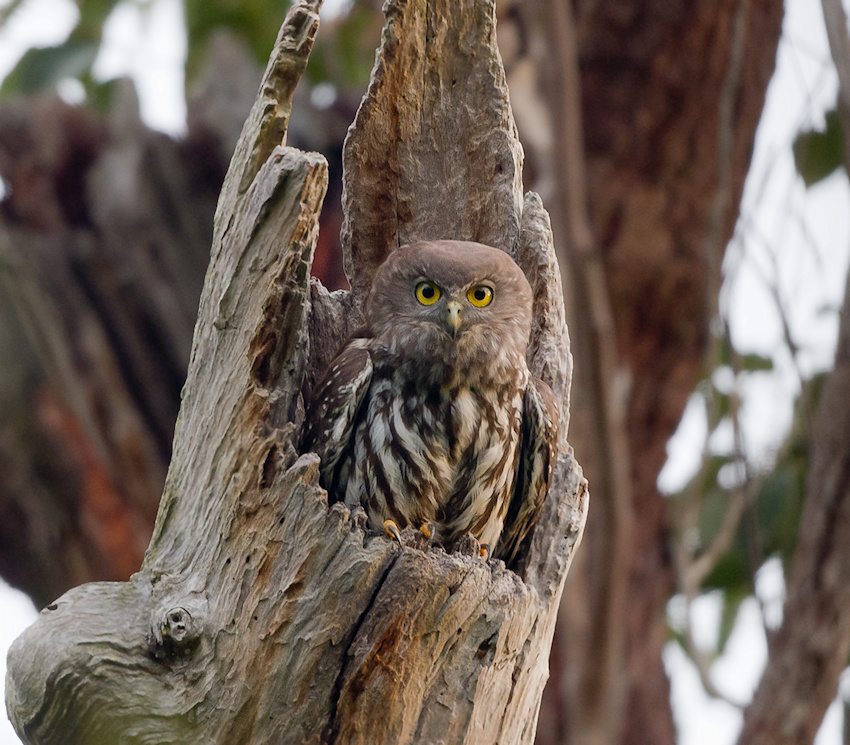 A female Barking Owl at the nest hollow by Richard Jackson